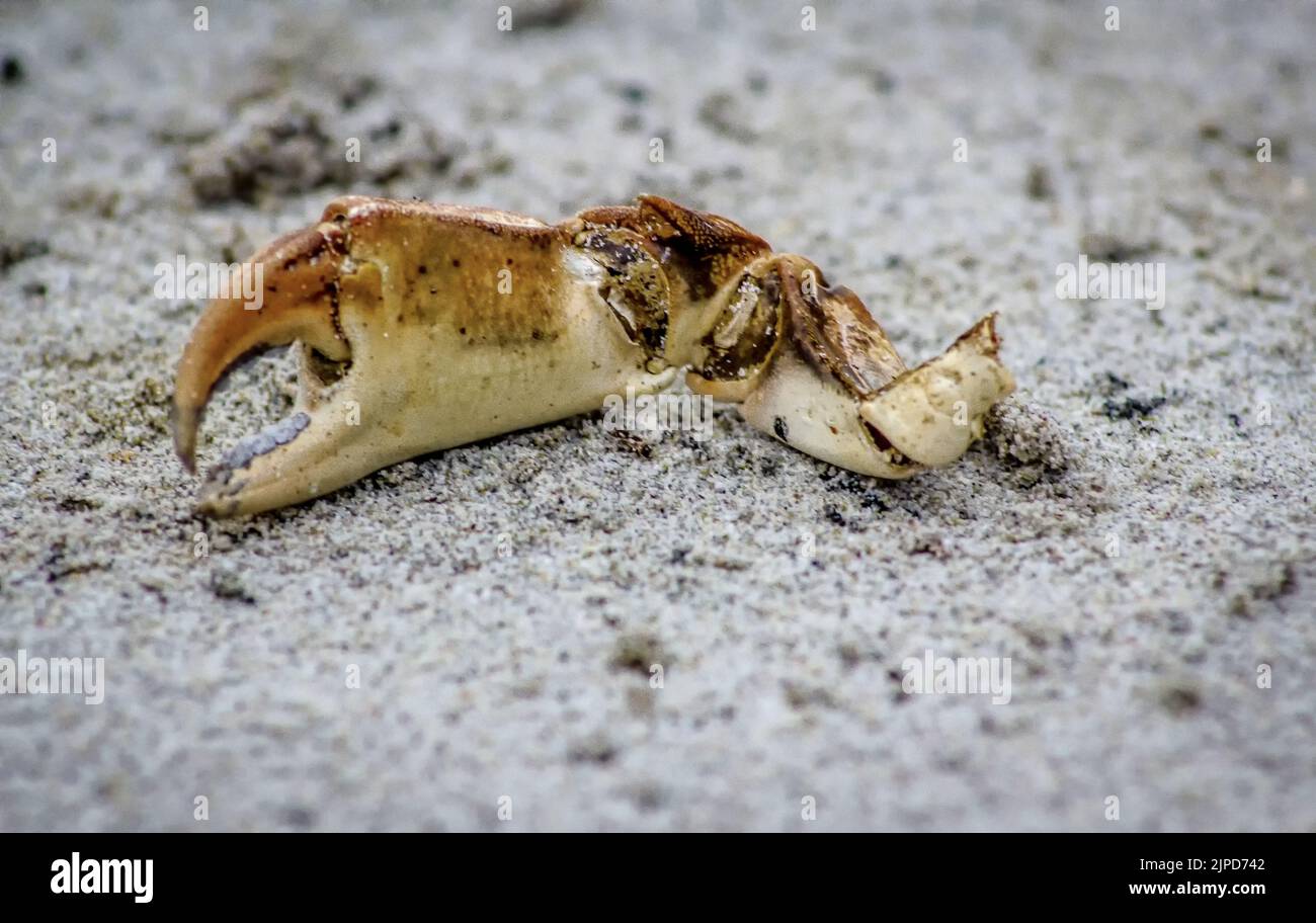 Claw from a crab on beach Stock Photo Alamy
