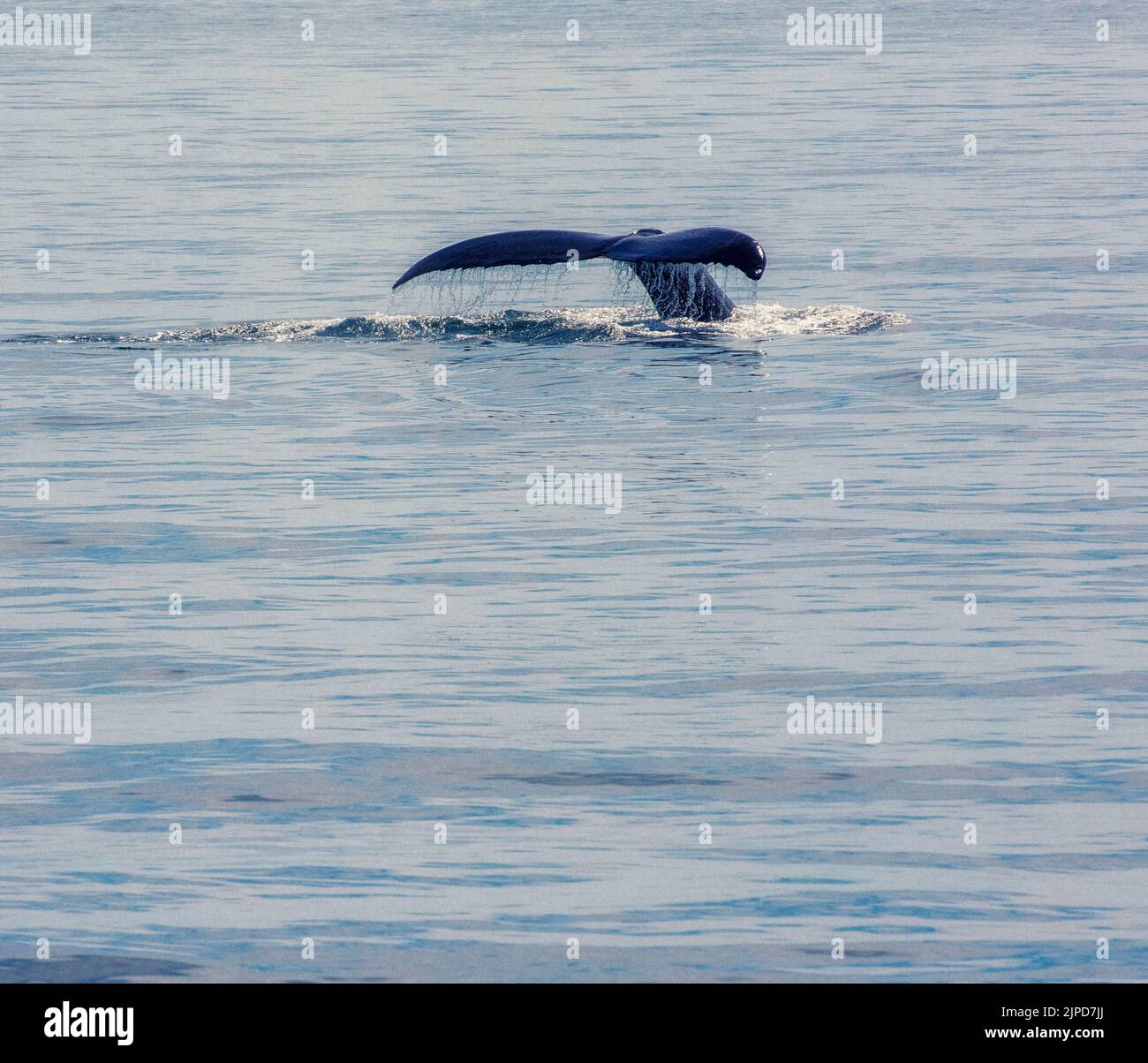 Whale power is impressive Stock Photo