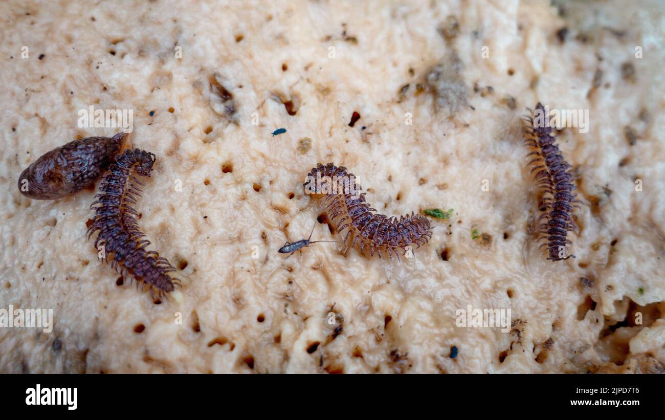 Various bugs including three millipede on the underside of a bracket fungus detatched from a felled tree, UK Stock Photo