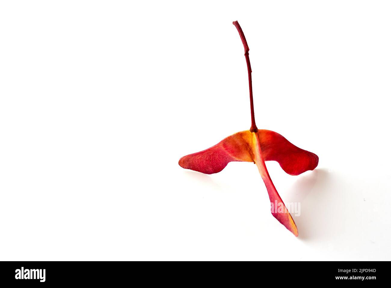 Amazing three-lobed red yellow maple seed pods in bright red yellow on a white background. Selective focus Stock Photo
