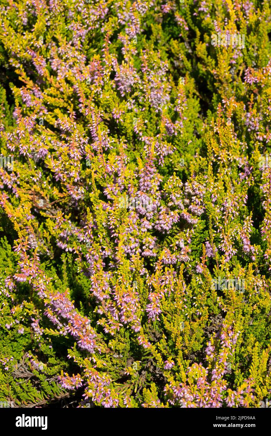 Scotch Heather, Calluna vulgaris 'Gold Carmen', August, Flowering, Perennial Heaters, Evergreen Plant Stock Photo