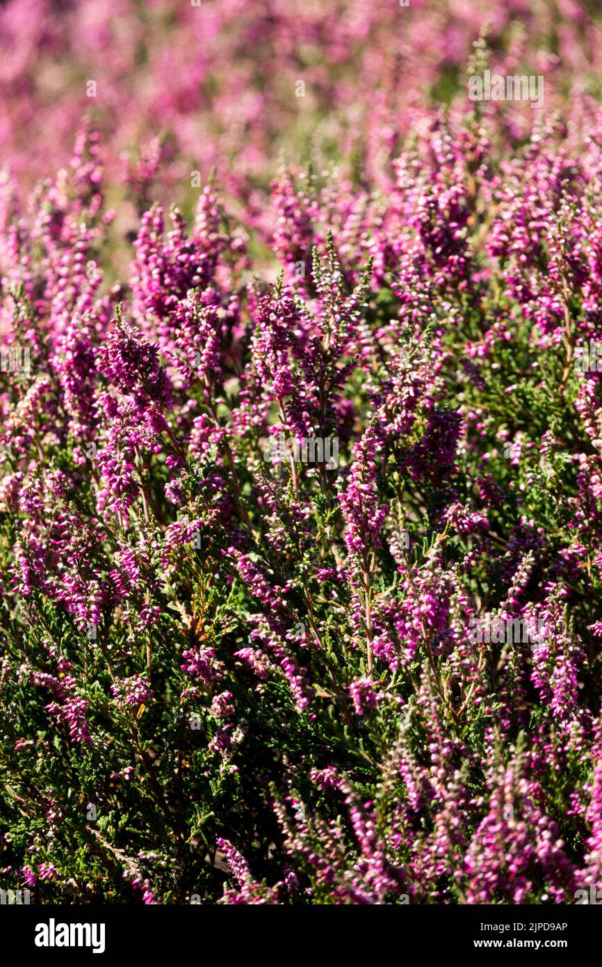 Calluna vulgaris 'Red Pimpernel', Evergreen, Common Heather, Calluna Heather Stock Photo