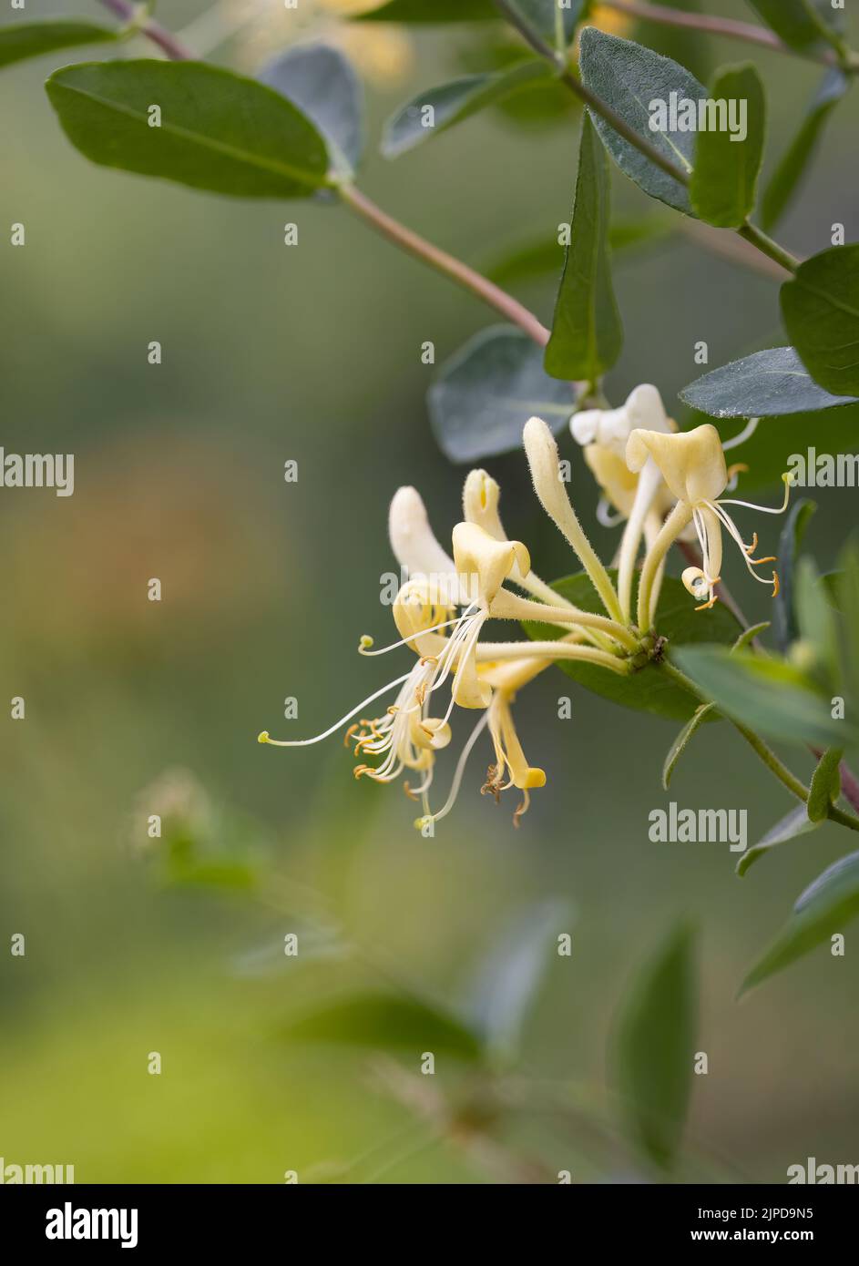 A beautiful Common Honeysuckle (Lonicera periclymenum) with out of focus green foliage flowers in the background Stock Photo