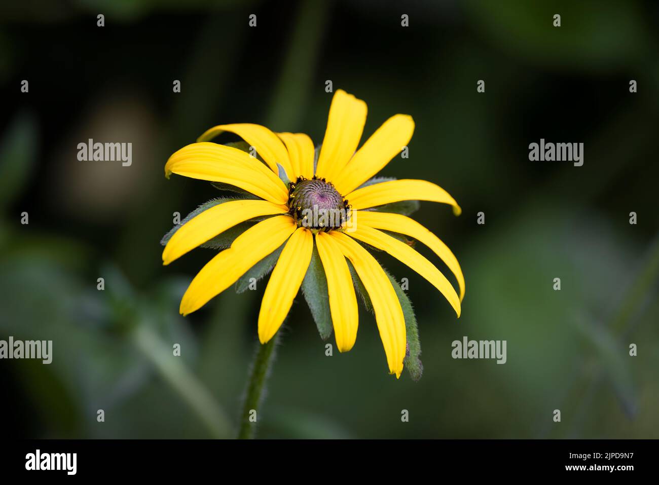 A beautiful bright yellow Rudbeckia flower, isolated against an out of focus green background Stock Photo