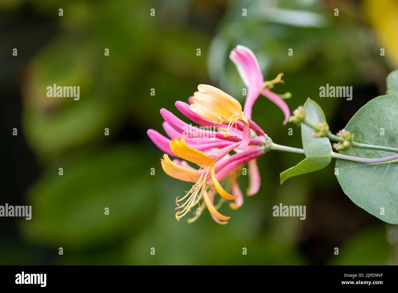 A beautiful Common Honeysuckle (Lonicera periclymenum) with out of focus green foliage flowers in the background Stock Photo