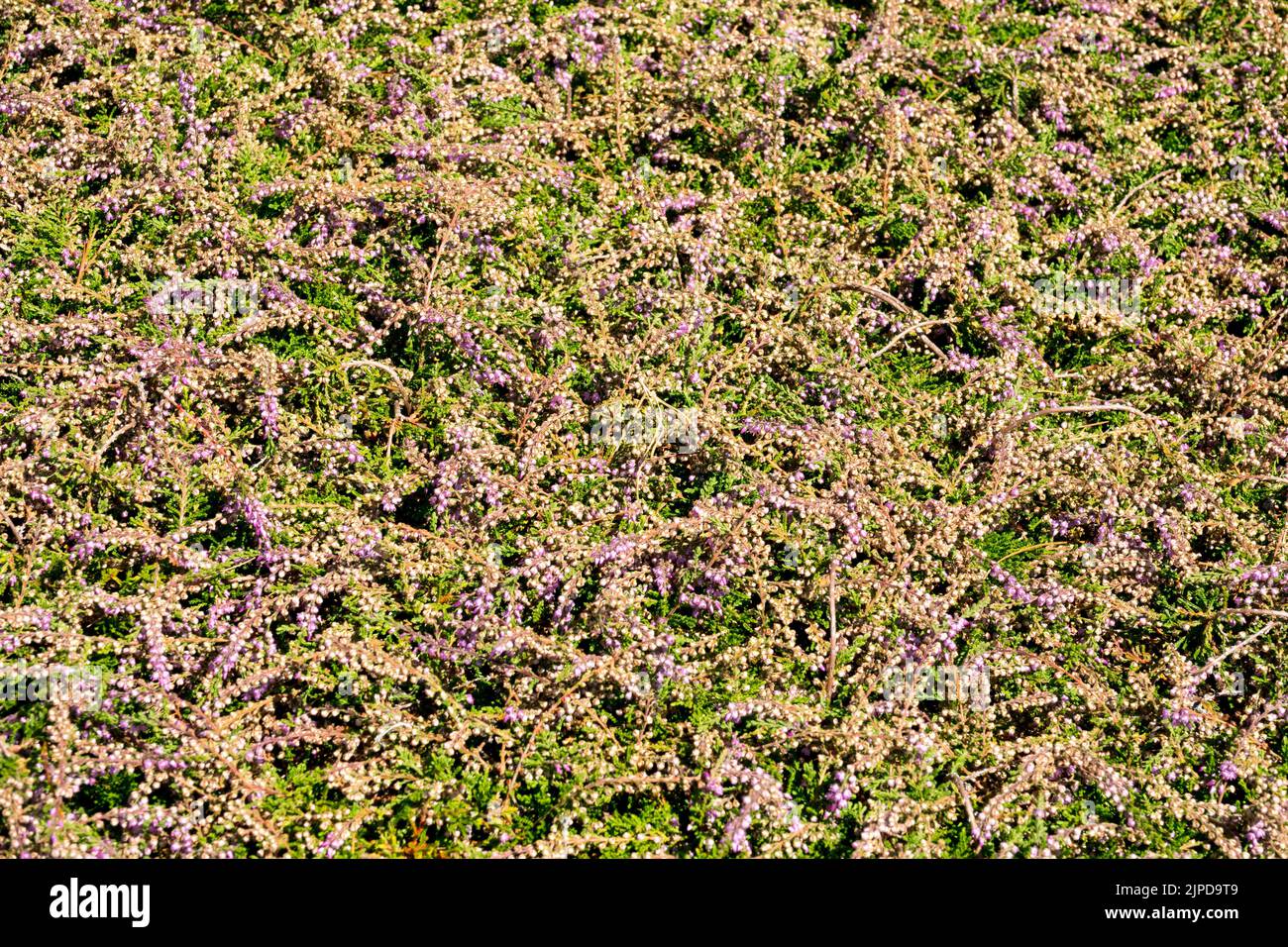 Evergreen, Heather, Calluna vulgaris 'Alys Sutcliffe', Scotch Heather, Calluna heather cover plant Ling blooming Stock Photo