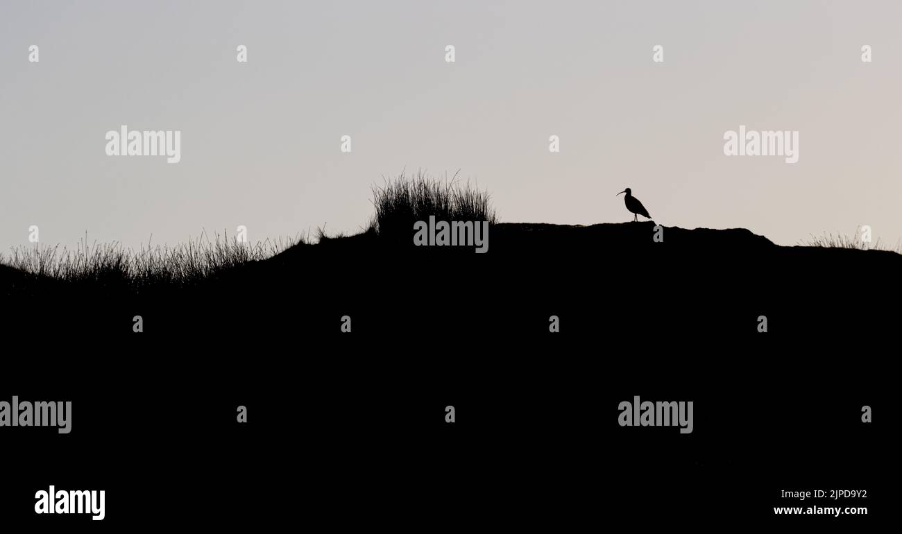 Silhouette of a countryside skyline with tall grasses and a curlew against the dawn sky, Yorkshire, England, UK wildlife. Stock Photo