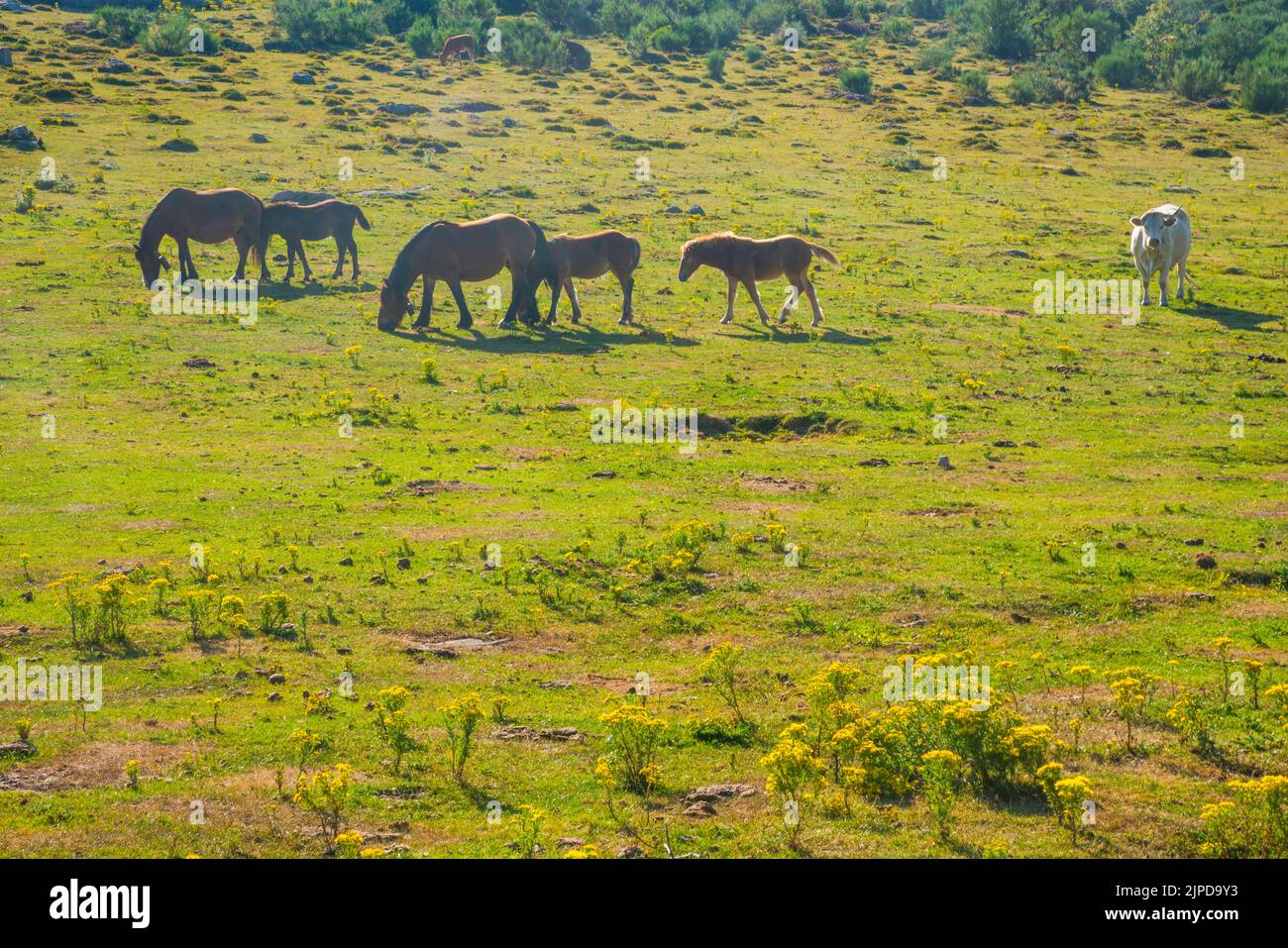 Herd of horses and cow. Stock Photo
