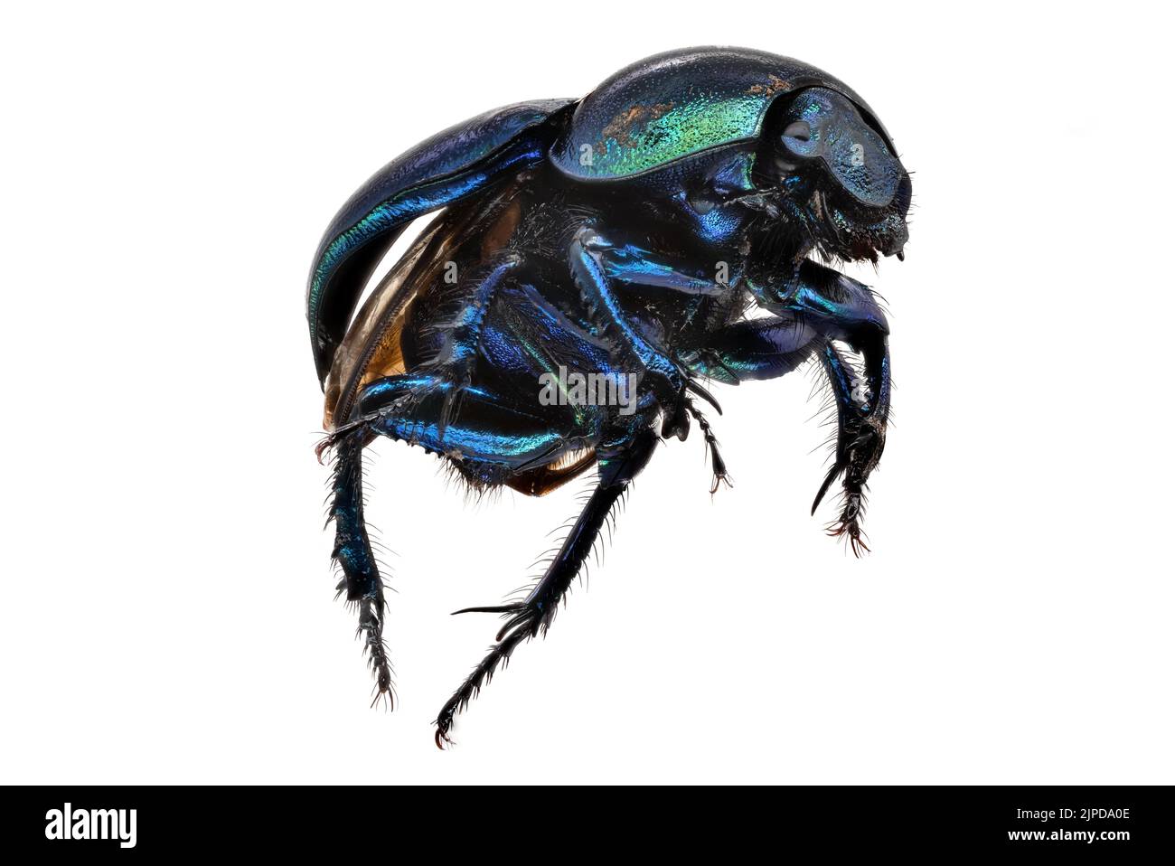dung beetles, geotrupidae, dor beetle, dung beetle Stock Photo