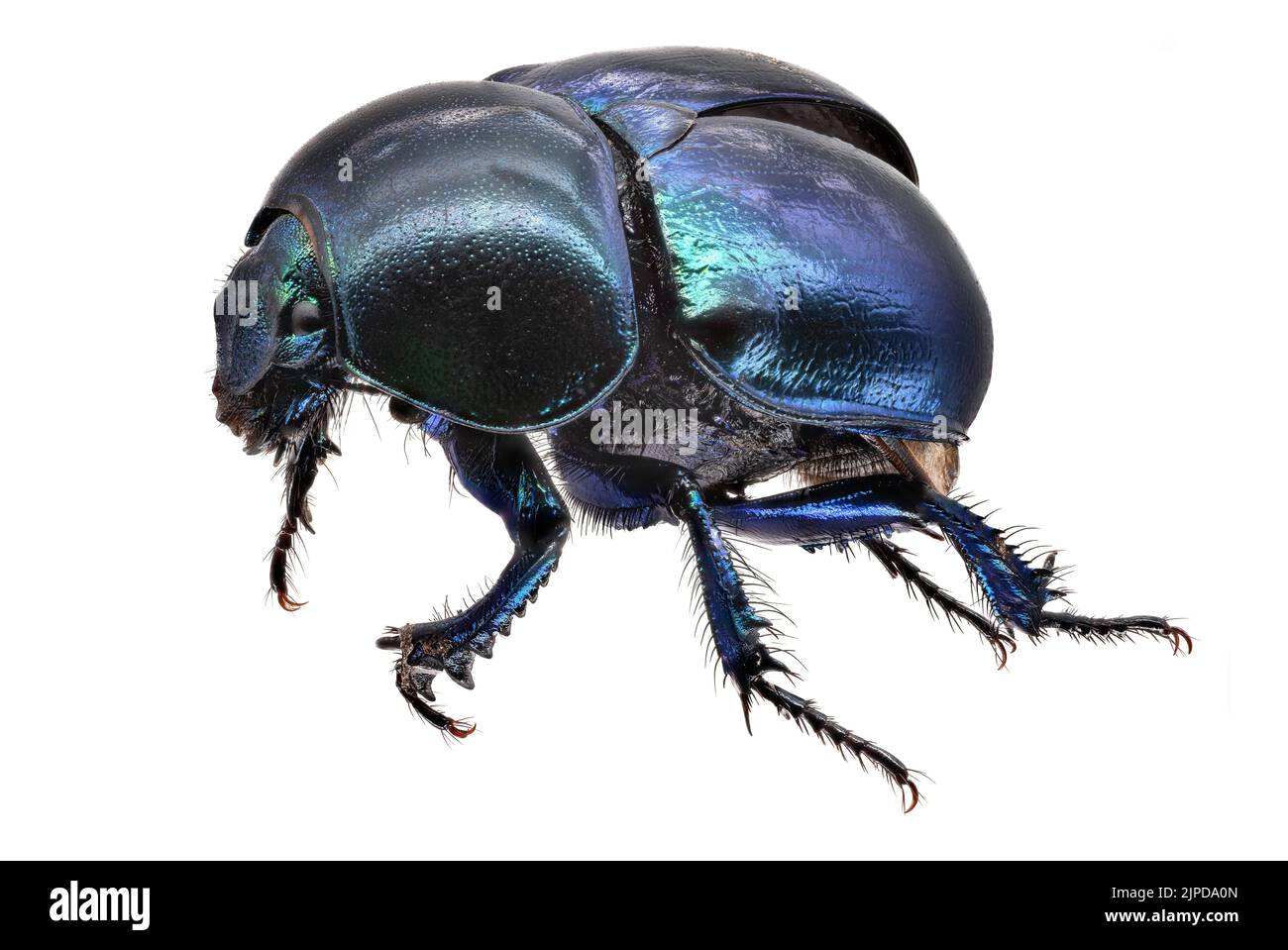 dung beetles, geotrupidae, dor beetle, dung beetle Stock Photo