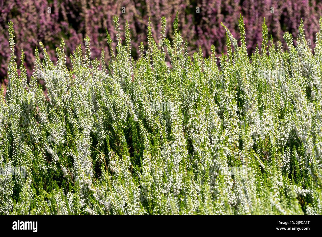 White Callunas, Flower, Scotch Heather, Calluna vulgaris, Common Heather, Calluna vulgaris 'Spring Cream' Stock Photo