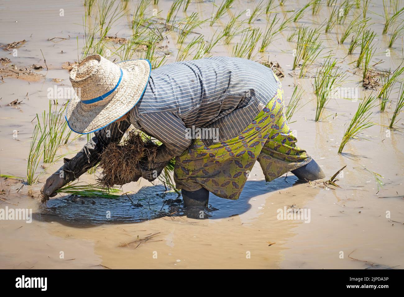 paddy, rice cultivation, harvest, paddies, rice paddy, rice ...