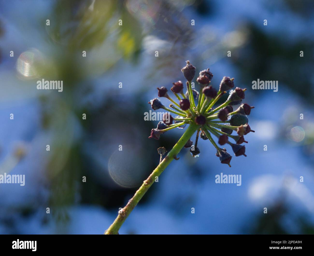Ivy berries in the melting snow  against a blue sky January 2021 Stock Photo