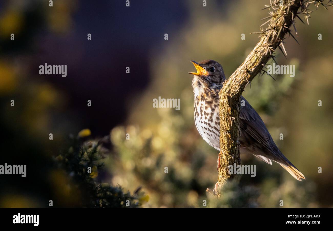 Song Thrush (Turdus philomelos) singing in the spring sunshine in gorse, England, UK wildlife Stock Photo