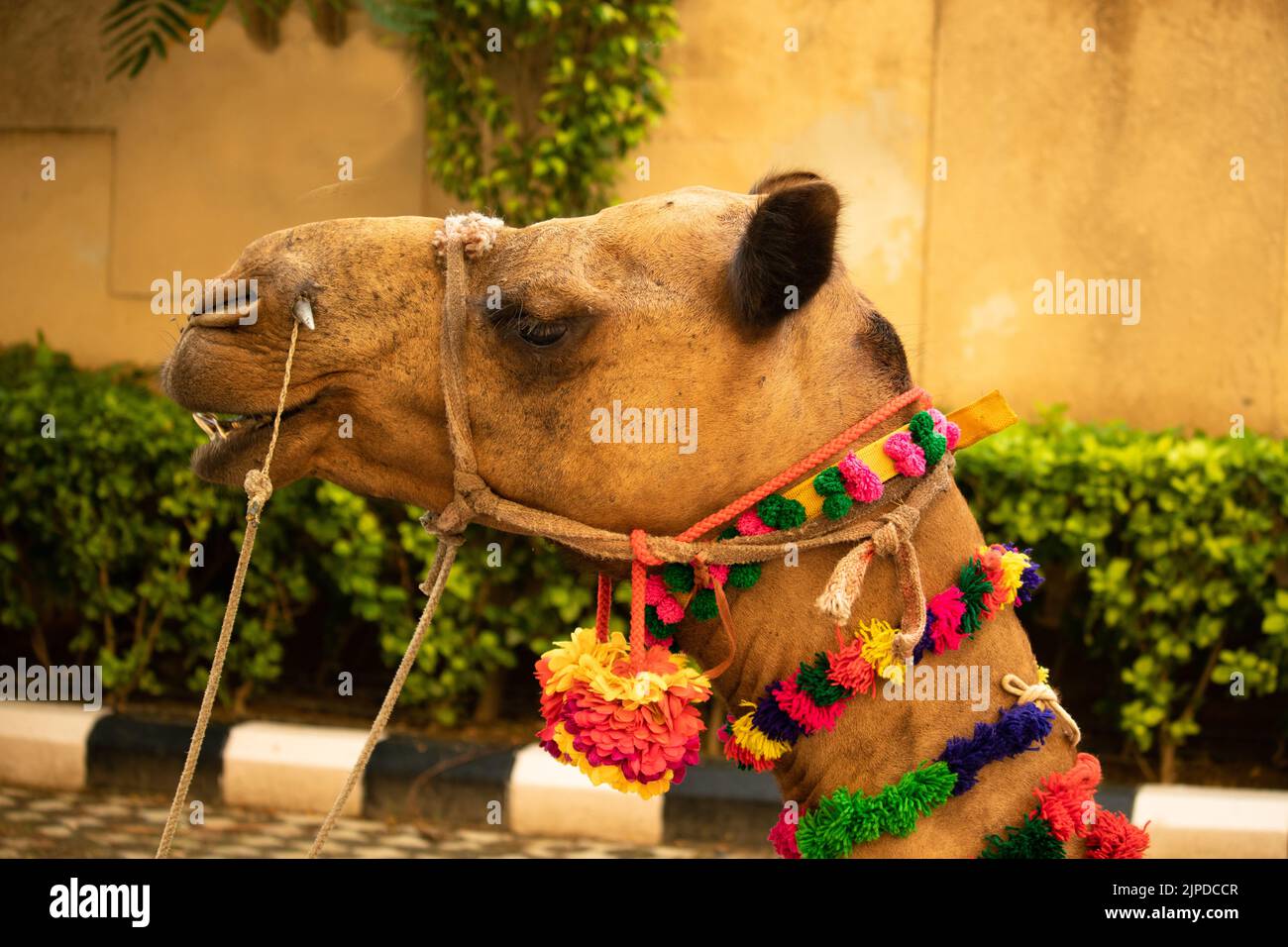 Traditional Decorated Closeup Head Shot Of Indian Camel At Trade Fair Called Mela Or Yatra With Rope String Tied In Mouth And Nose Stock Photo