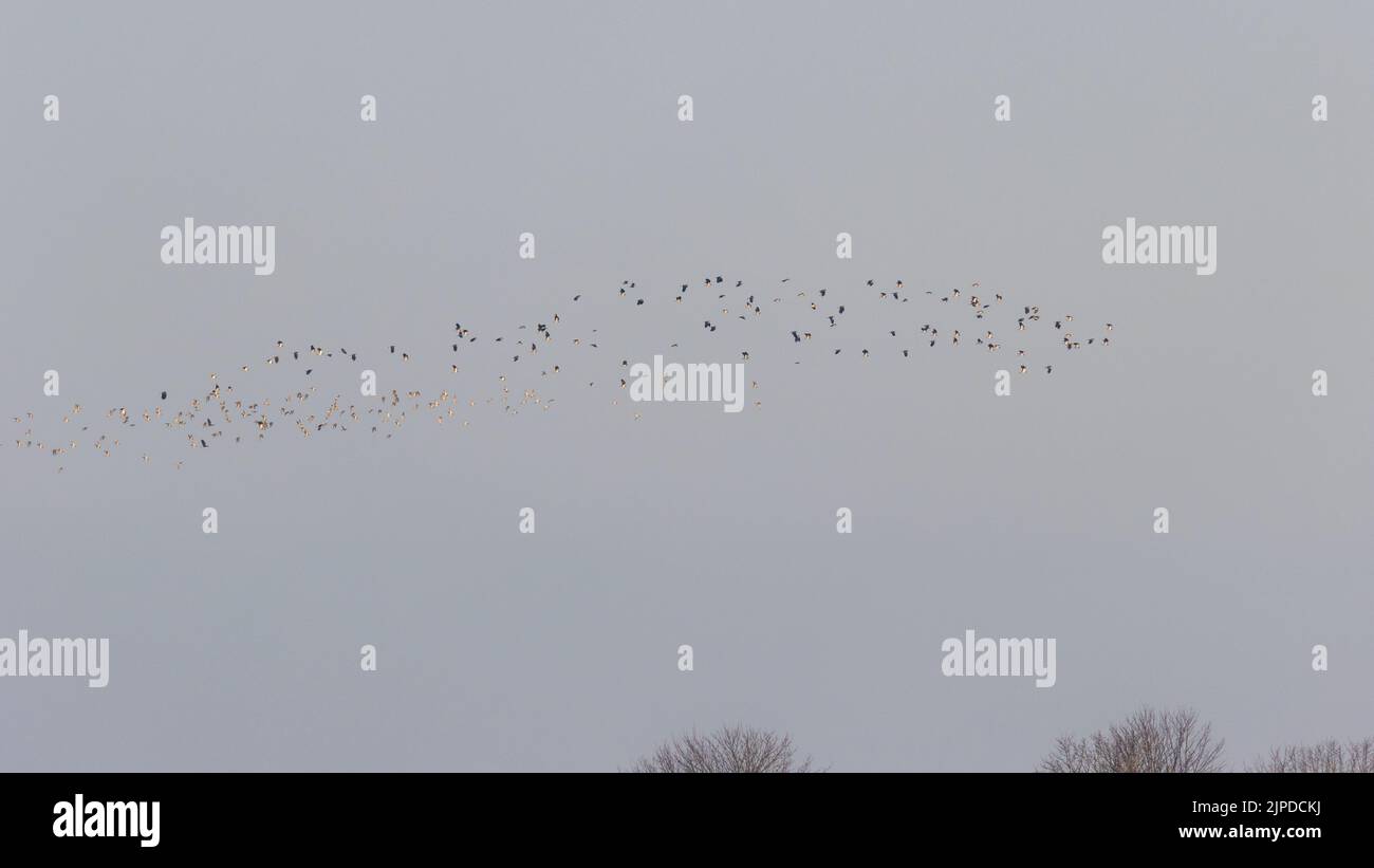 Murmuration of a mixed flock of European golden plover (Pluvialis apricaria), with northern lapwings (Vanellus vanellus), North Yorkshire, England, UK Stock Photo