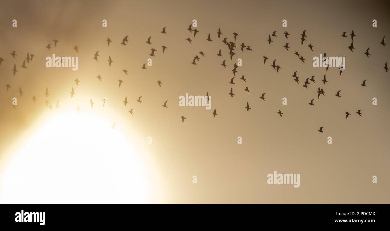 Flock of golden plover, Pluvialis apricaria, flying across the sun at sunrise, Langbar, Yorkshire, England, UK wildlife Stock Photo