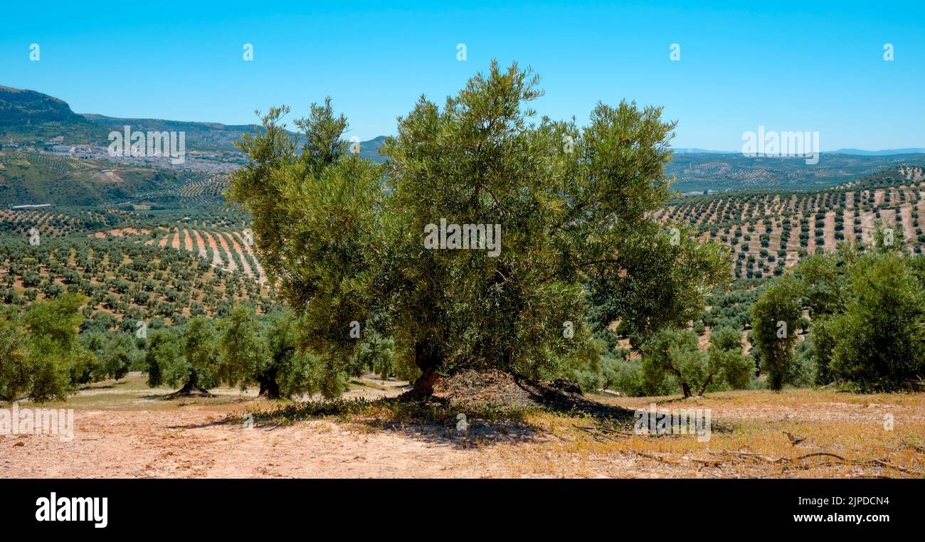 an old olive tree in an olive grove in Rute, Andalusia, Spain, and the village Cuevas de San Marcos on the left in the backgroundt, in a panoramic for Stock Photo