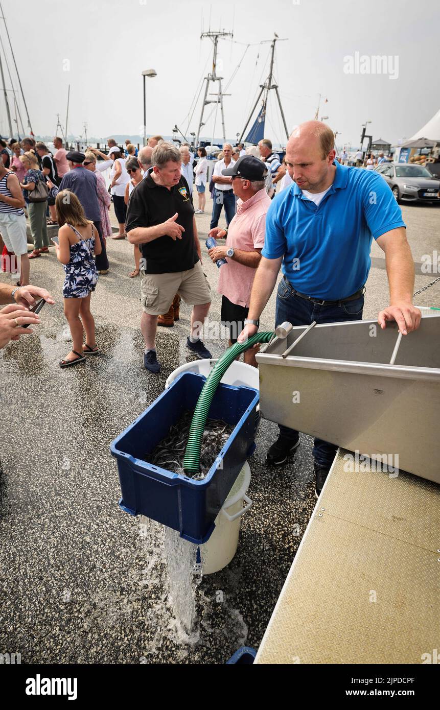 Maasholm, Germany. 17th Aug, 2022. Jan Götting, Aalhof Götting, unloads young eels (pre-stretched eel fingerlings) from his transport container into a box. The people of Schleifisch released around 108,000 young eels into the Schlei during the traditional 13th 'Aalutsetten' on Wednesday. Credit: Christian Charisius/dpa/Alamy Live News Stock Photo