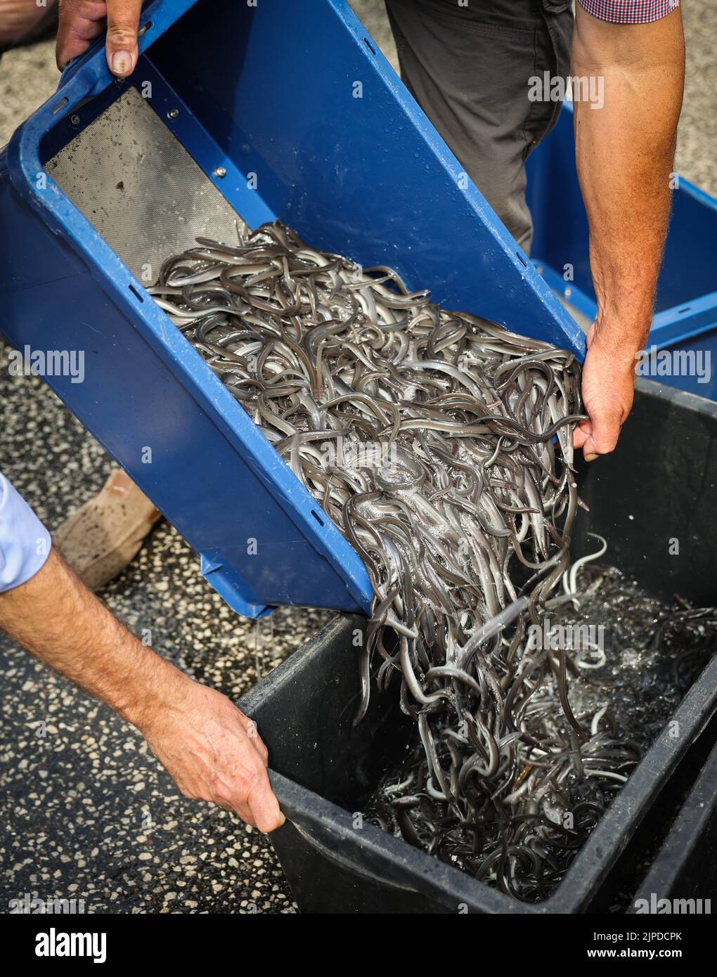 Maasholm, Germany. 17th Aug, 2022. Juvenile eels (pre-stretched eel fingerlings) are seen in a transport box before being released into the Schlei. The Schleifischer released about 108,000 young eels into the Schlei during the traditional 13th 'Aalutsetten' on Wednesday. Credit: Christian Charisius/dpa/Alamy Live News Stock Photo