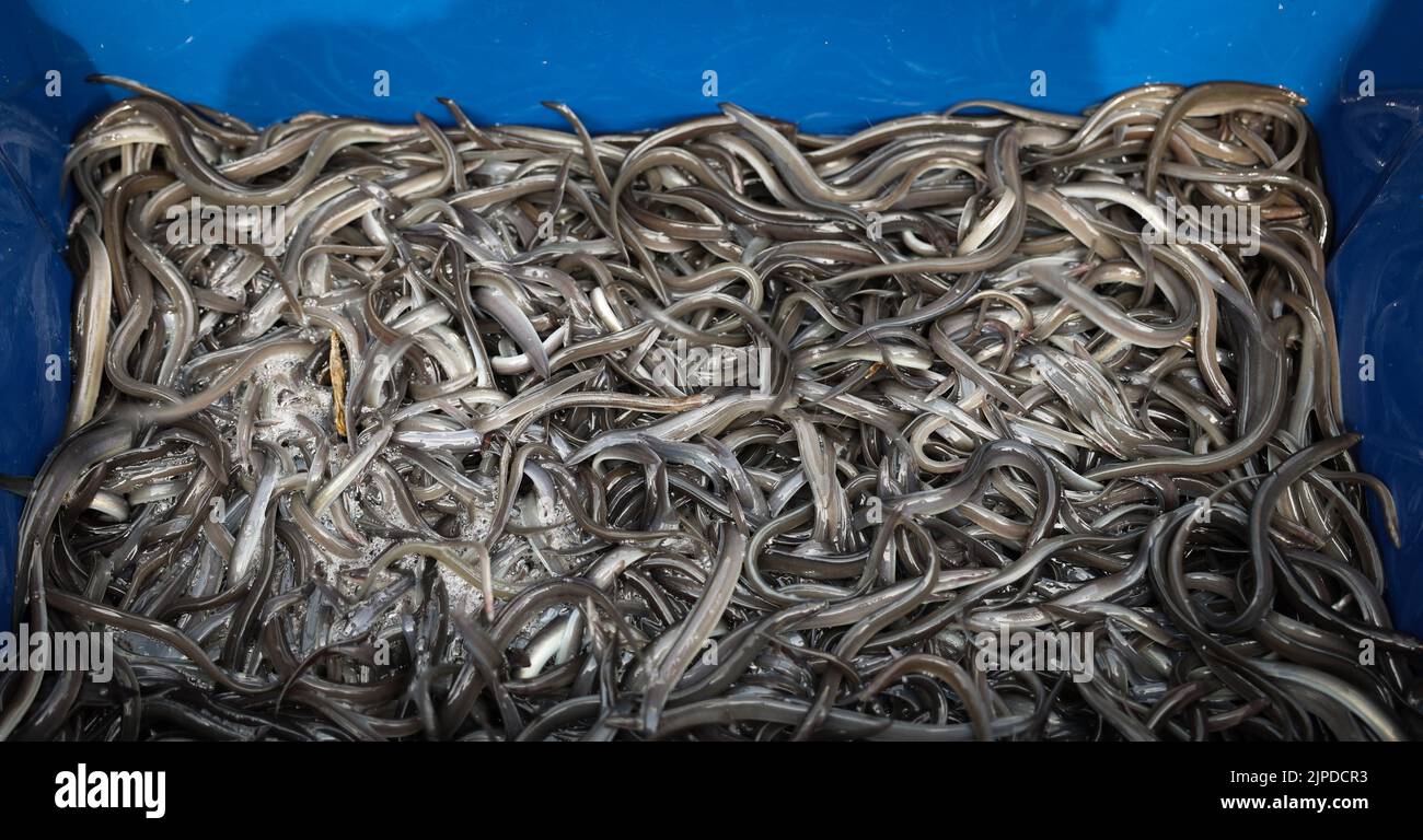 Maasholm, Germany. 17th Aug, 2022. Juvenile eels (pre-stretched eel fingerlings) are seen in a transport box before being released into the Schlei. The Schleifischer released about 108,000 young eels into the Schlei during the traditional 13th 'Aalutsetten' on Wednesday. Credit: Christian Charisius/dpa/Alamy Live News Stock Photo