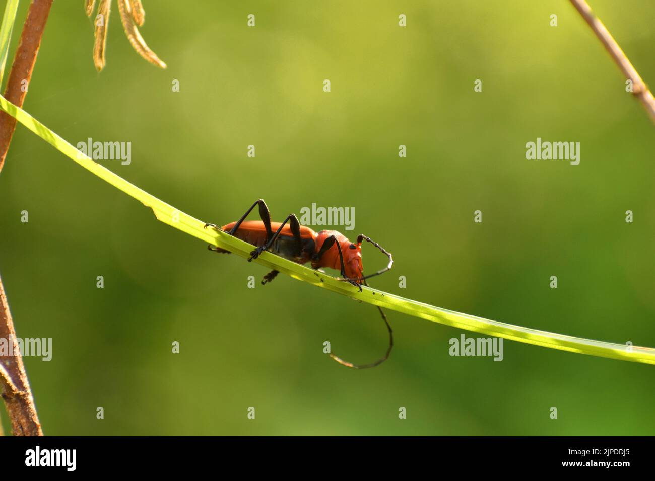 An orange longhorn beetle crossing on a grass blade against blur background. Java. Euryphagus. Stock Photo