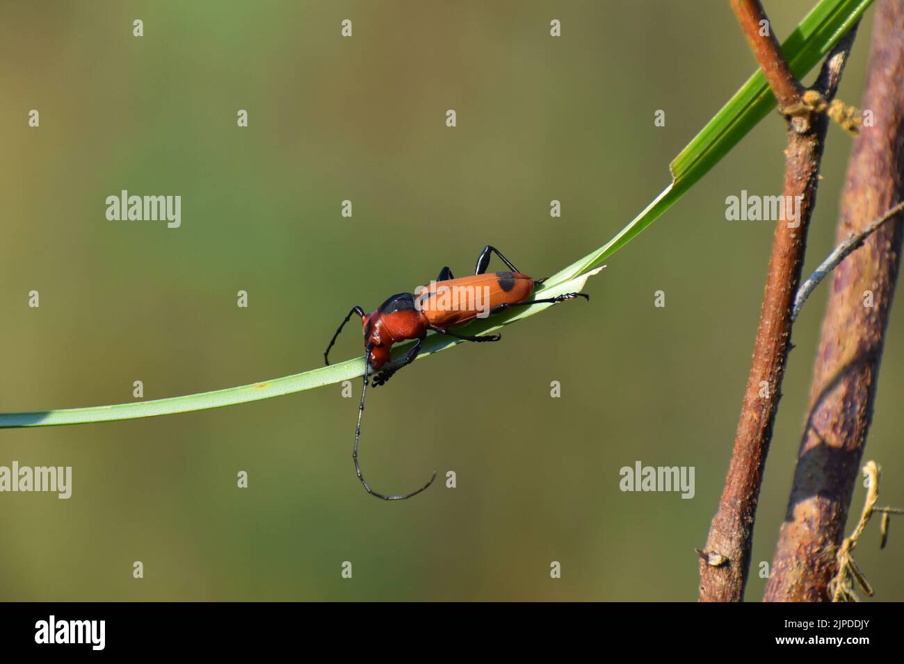 An orange longhorn beetle crossing on a grass blade against blur background. Java. Euryphagus. Stock Photo