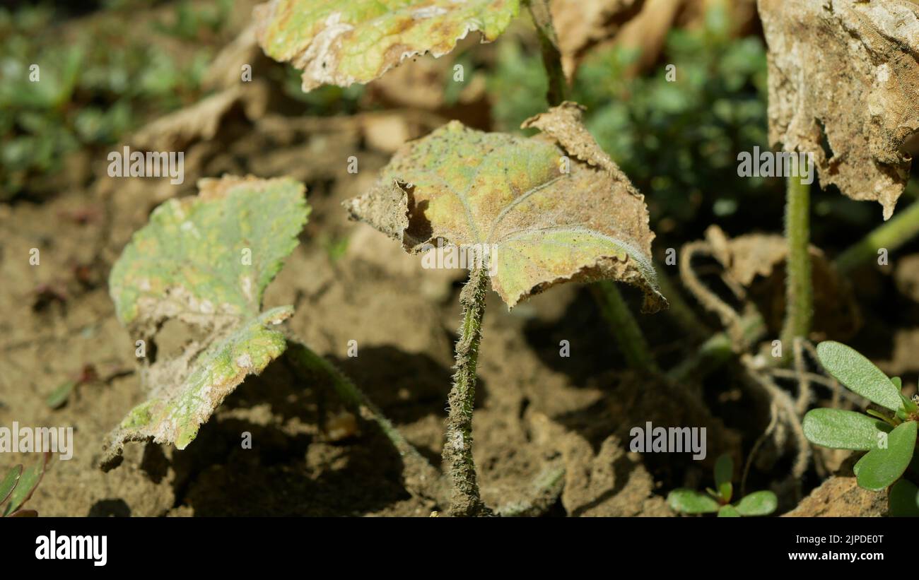 Cucumber leaf mold field damage Pseudoperonospora cubensis detail