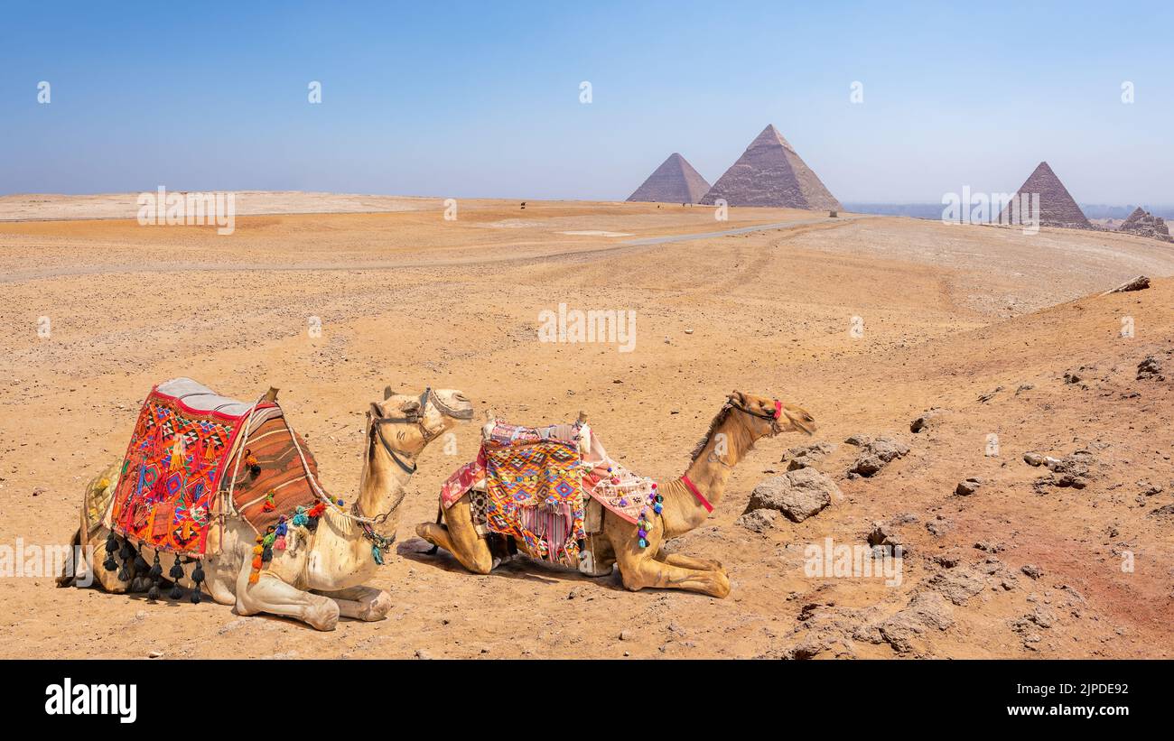 Camels with a view of the pyramids at Giza, Egypt Stock Photo