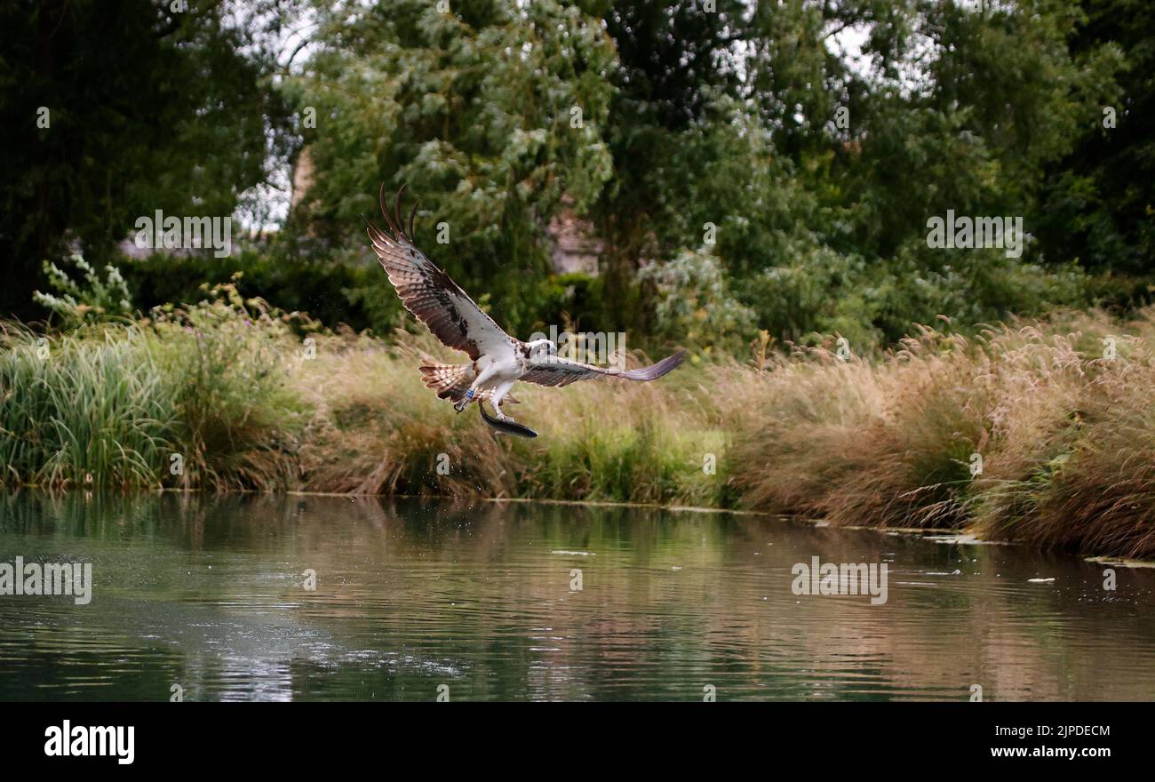 Ospreys fishing at a trout farm in the UK Stock Photo