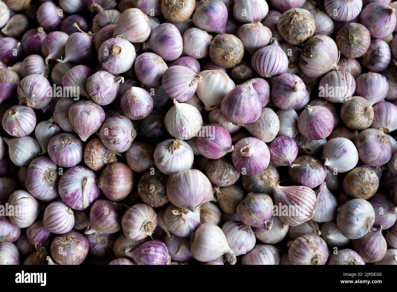 Solo garlic, also known as single clove garlic, monobulb garlic, single