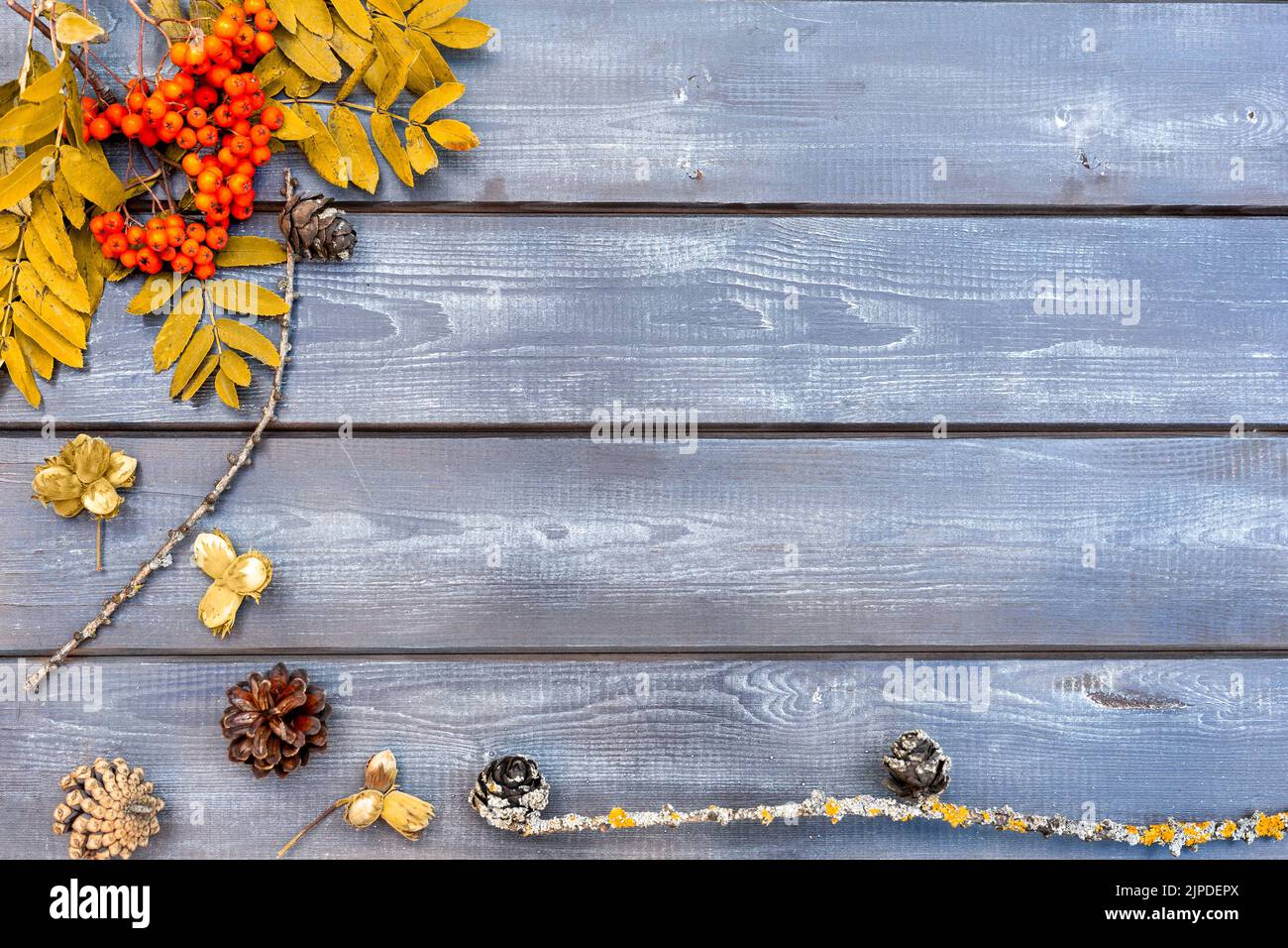 Autumn composition for the background. Clusters of mountain ash, yellowed leaves, cones and nuts on a dark wooden table. Flat styling, top view with a Stock Photo
