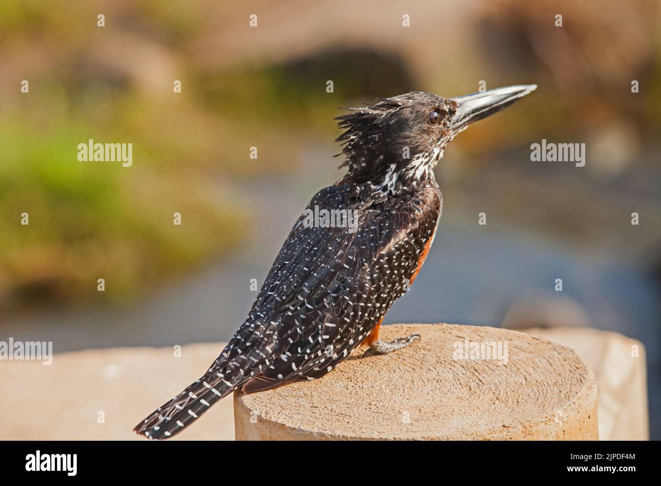 Kingfishers bridge nature reserve hires stock photography and images