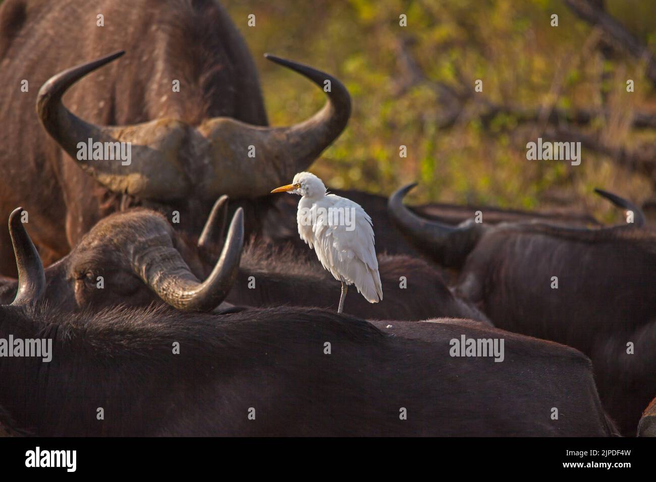A white Cattle Egret (Bubulcus ibis) catching the first rays of sunight on the back of a sleeping Cape Buffalo (Syncerus caffer) in Kruger National Pa Stock Photo