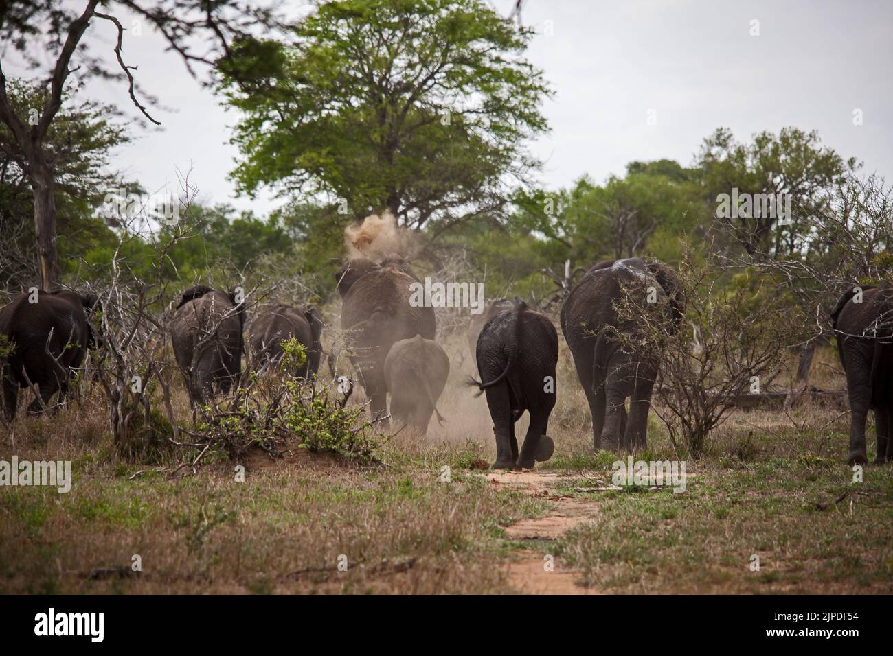 A breeding herd of African Elephant (Loxodonta africana) taking a dust bath while heading away from the water. Stock Photo