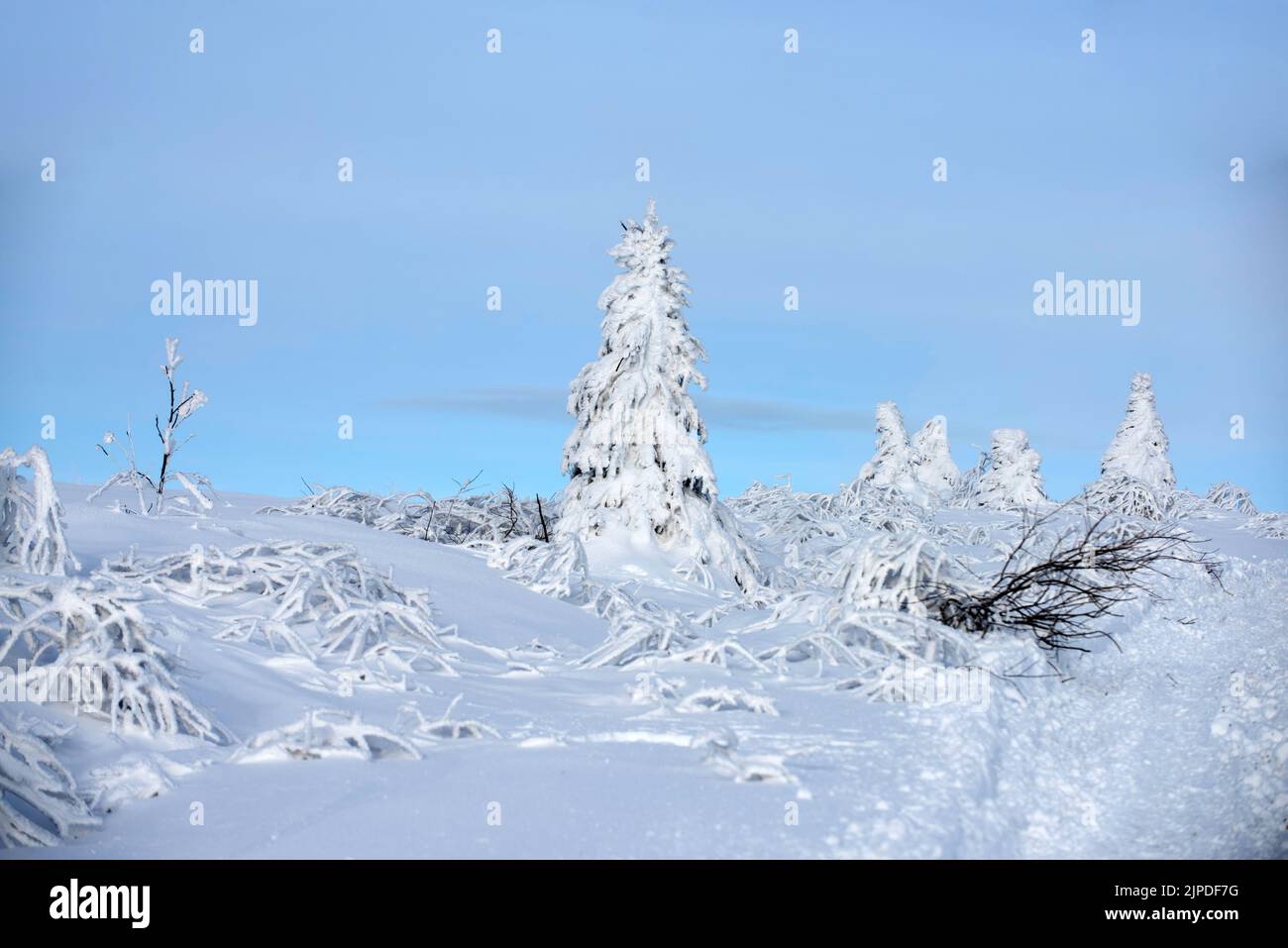 Snow falling in alaska forest hi-res stock photography and images - Alamy