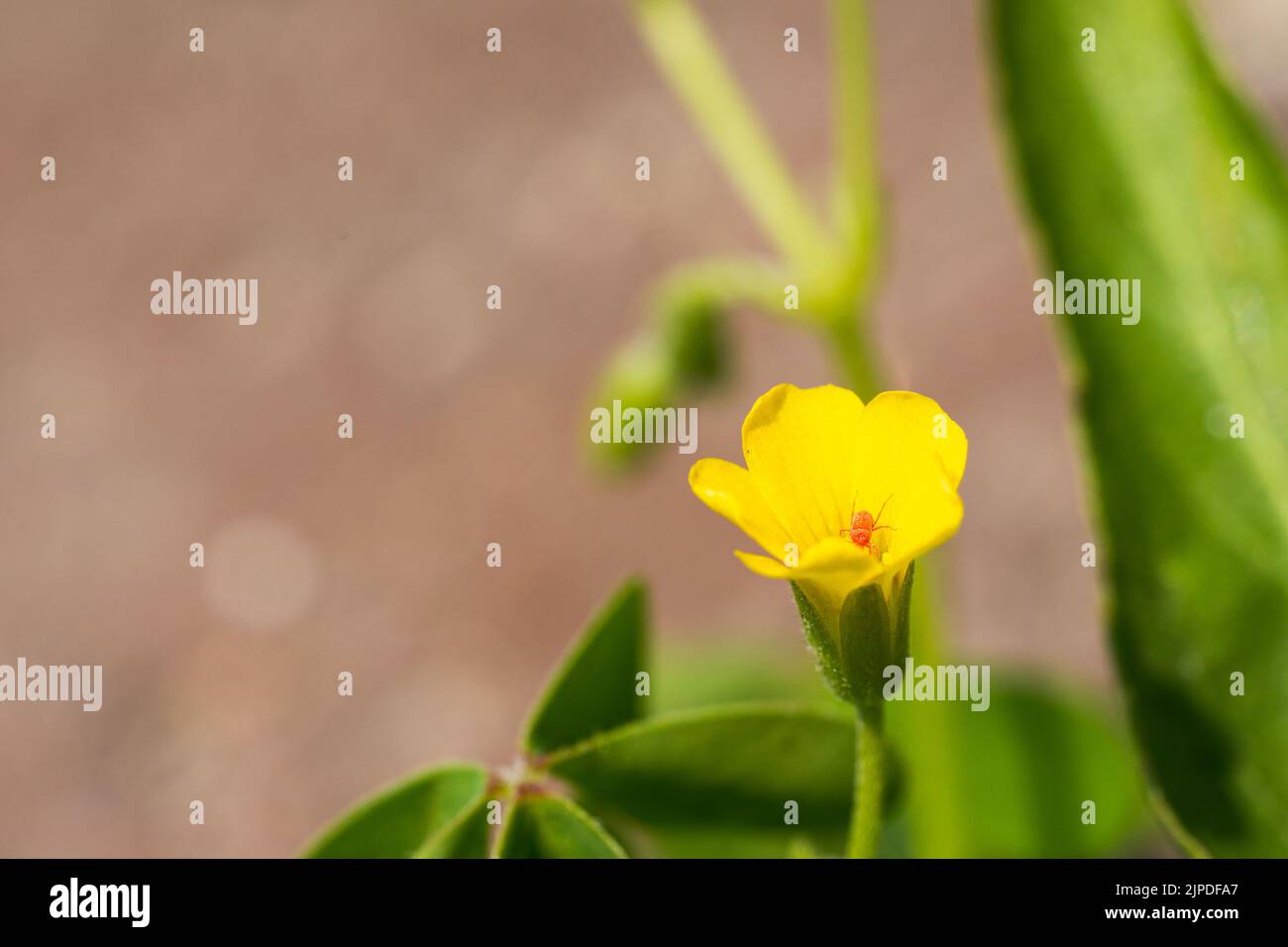 A tiny red spider sitting on a tiny yellow flower Stock Photo