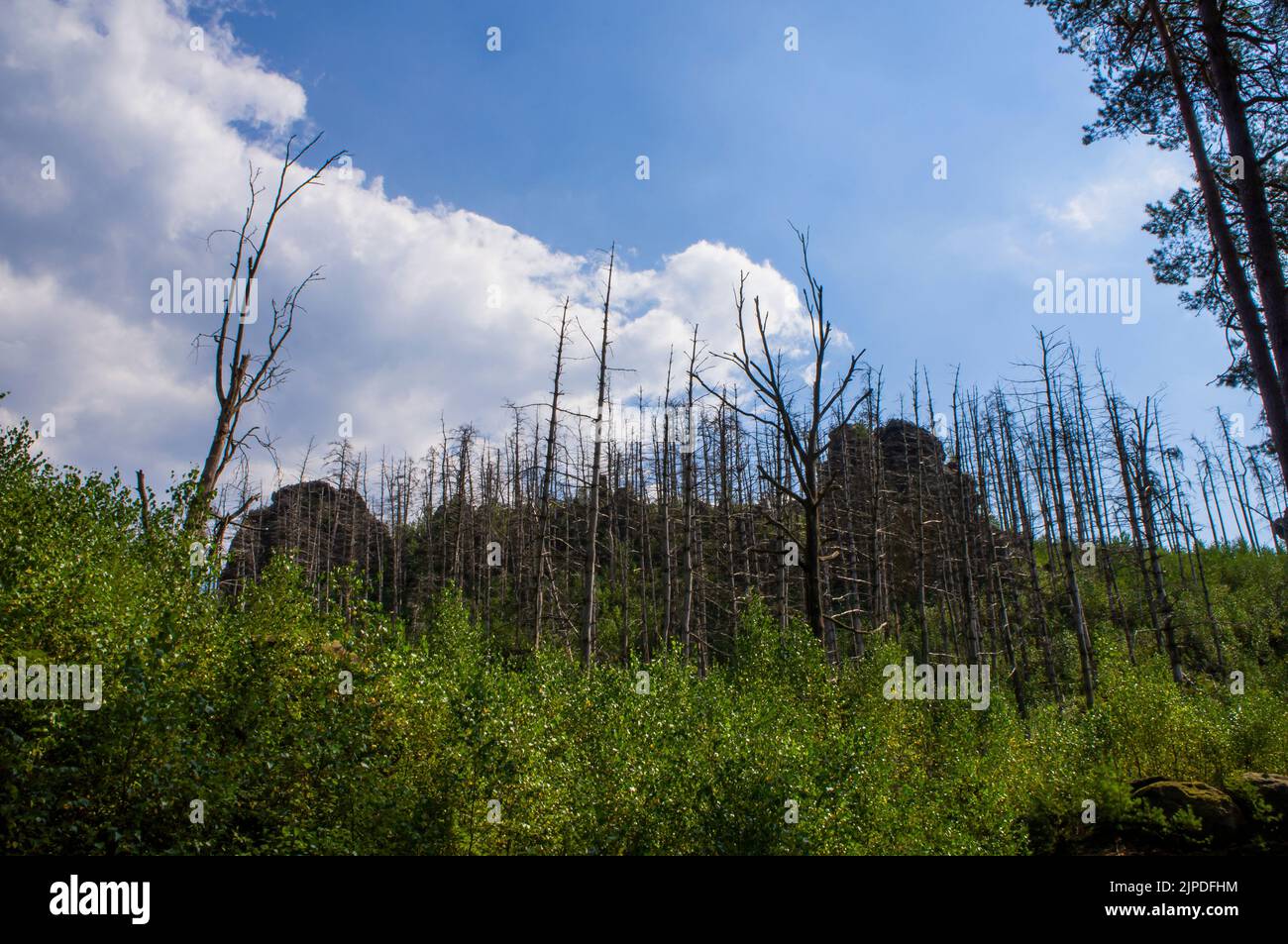 ***2013 FILE PHOTO***  In 2006, on 22 July, a week-long forest fire occurred on Havrani Hill near Jetrichovice in the Bohemian Switzerland National Pa Stock Photo