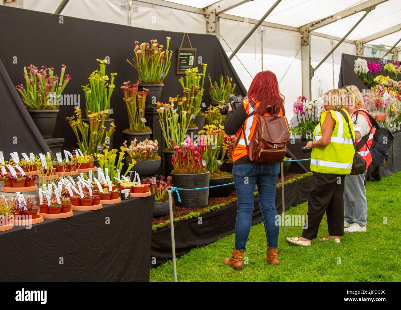 Southport Flower Show, Merseyside, UK. 17th Aug 2022:  Local camera Club photographers at the largest independent flower show in England, is expecting thousands of visitors over the four-day event.  Credit:  MediaWorld Images/Alamy Live News Stock Photo