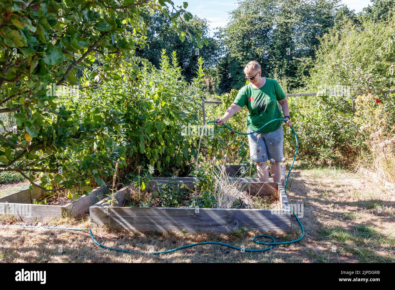 A woman waters her allotment before hosepipe bans are introduced as