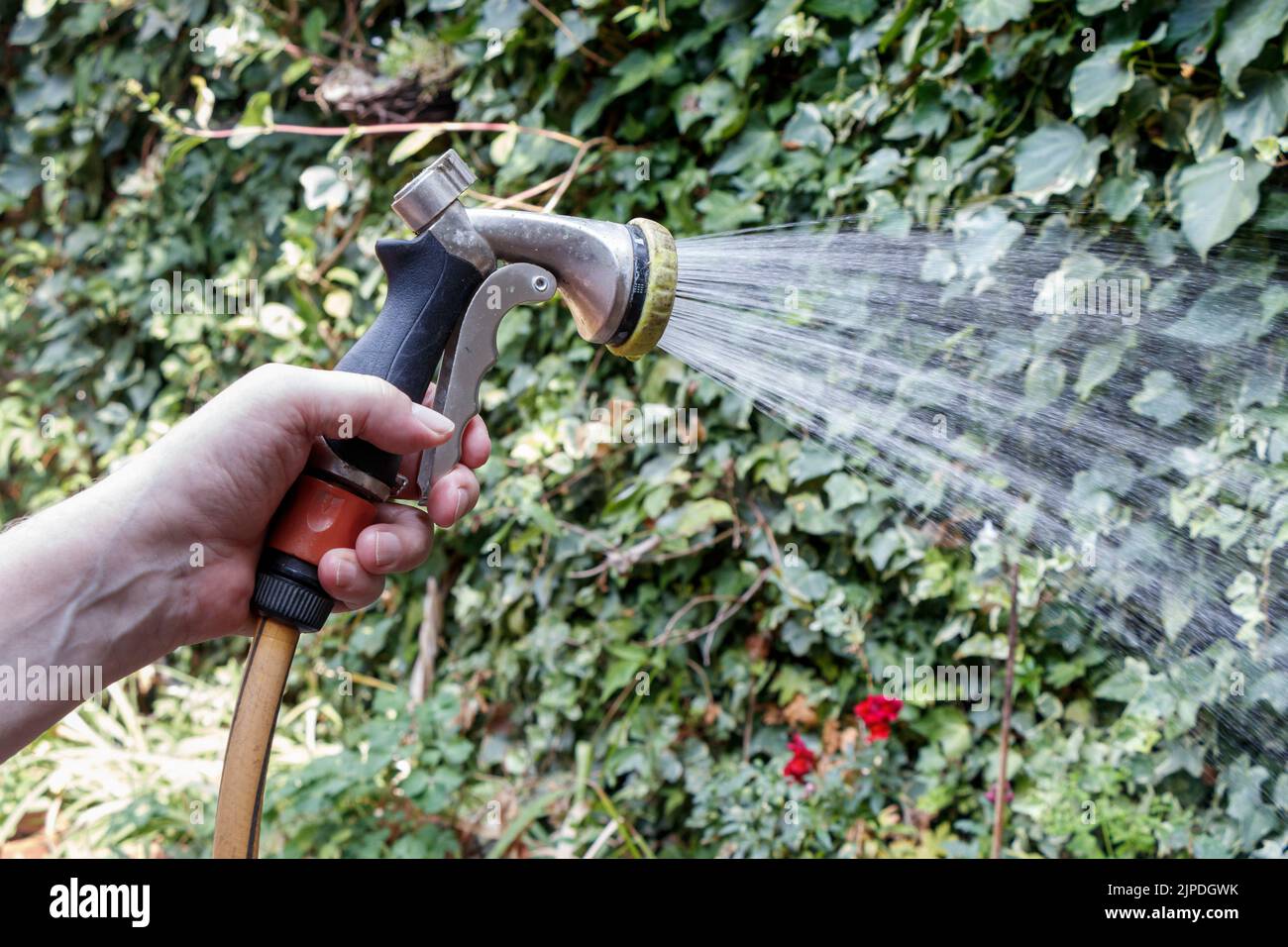 Hosepipe bans are introduced in parts of the UK as temperatures reach