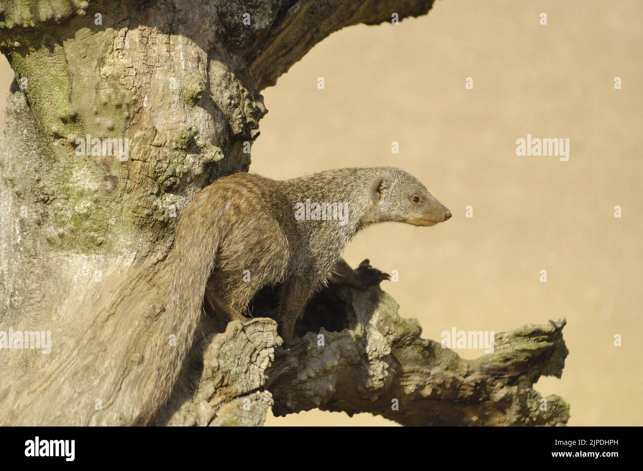 Banded Mongoose (Mungos mungo) standing on a fallen dead tree in the savanna Maasai Mara - Kenya - East Africa Stock Photo