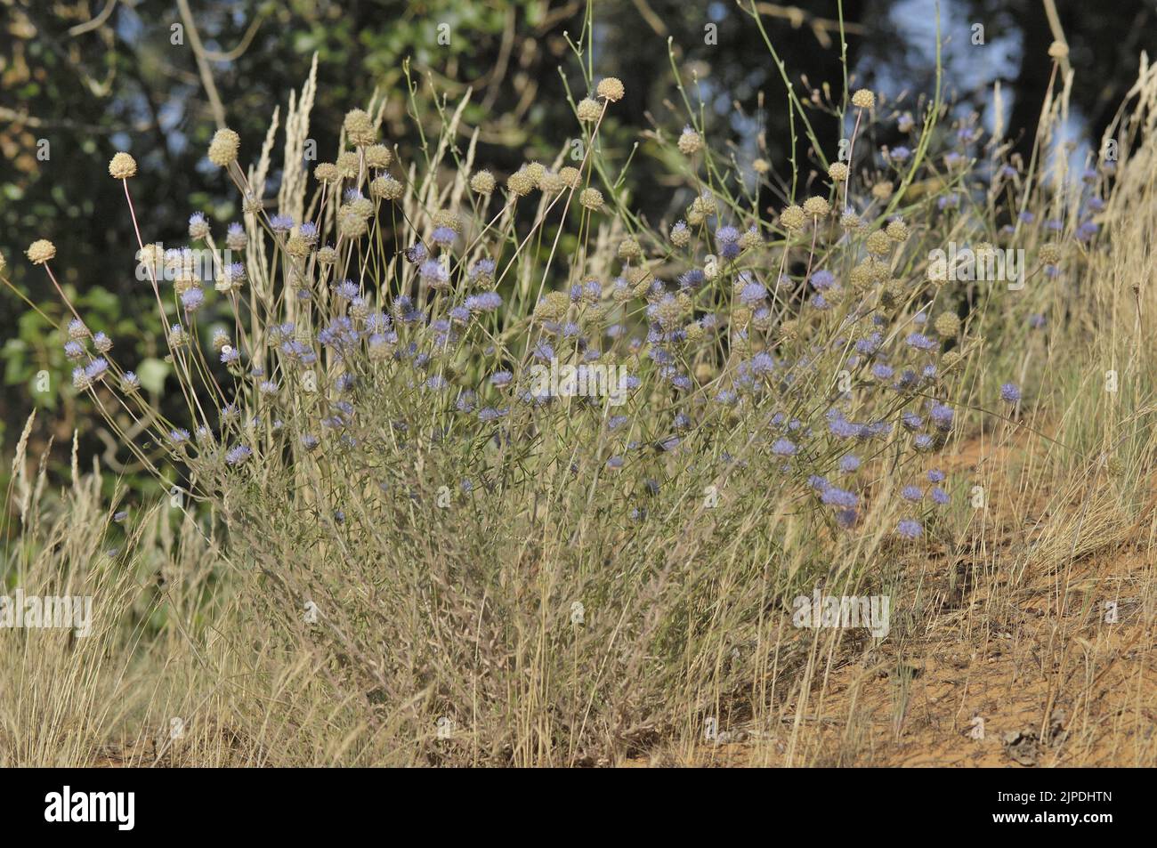 Wild senna (Globularia alypum) flowering in summer Provence - France Stock Photo
