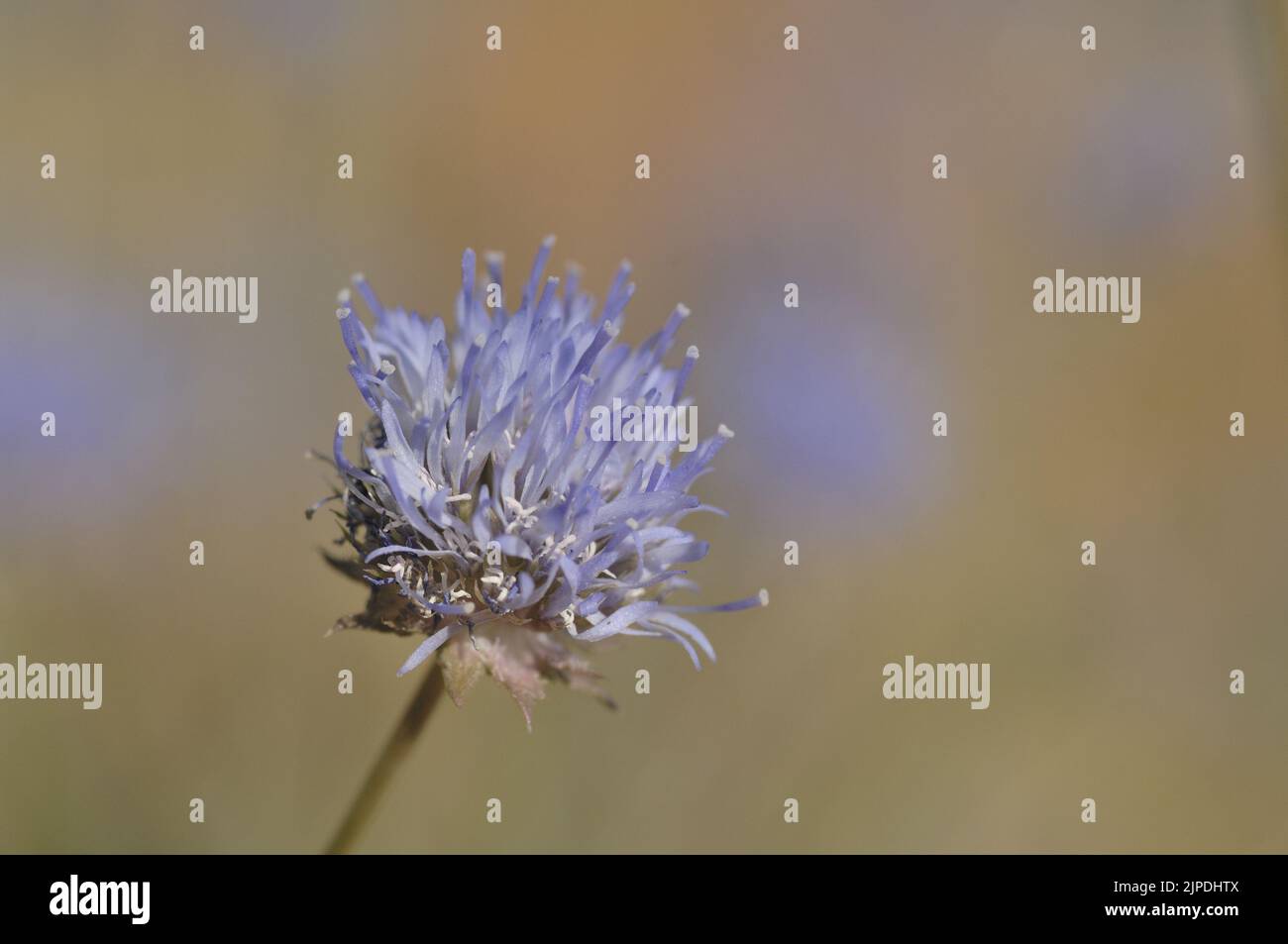 Wild senna (Globularia alypum) flowering in summer Provence - France Stock Photo