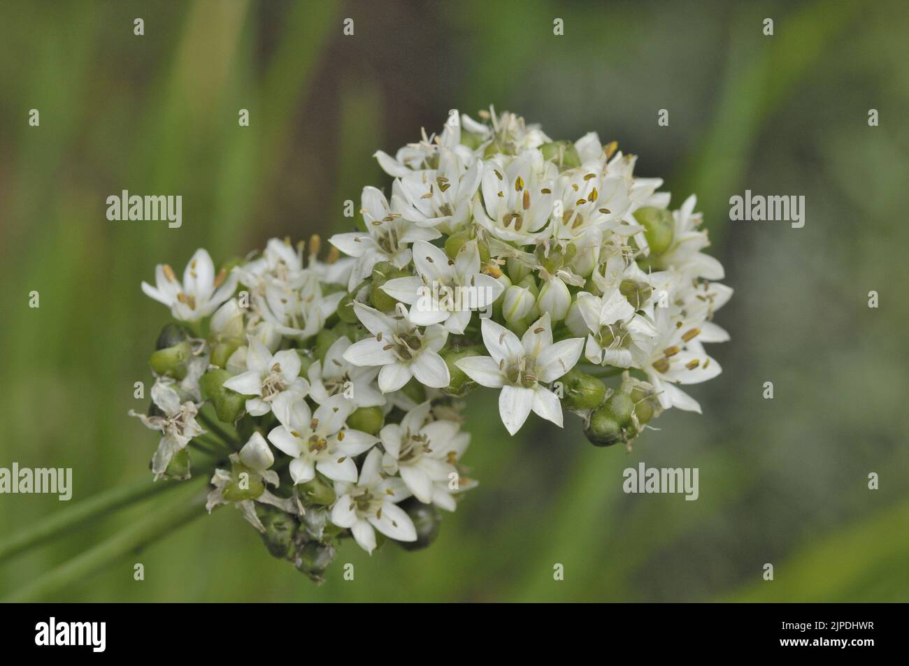 Garlic chives - Chinese leek - Chinese chives - Flat chives (Allium tuberosum) flowering in a kitchen garden Belgium Stock Photo