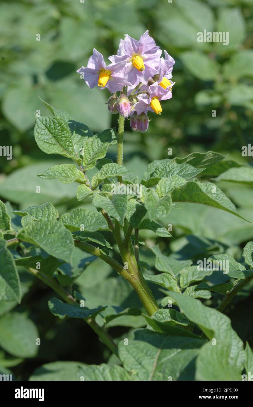 Potato (Solanum tuberosum) flowering in a field Belgium Stock Photo