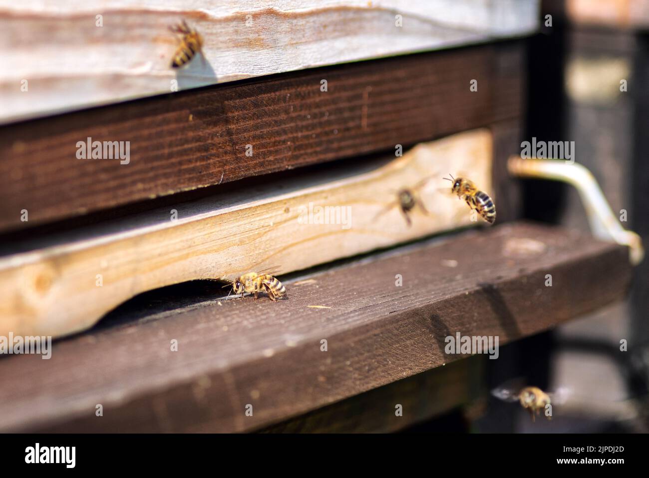 Swarm of bees at wooden beehive entrance. Stock Photo
