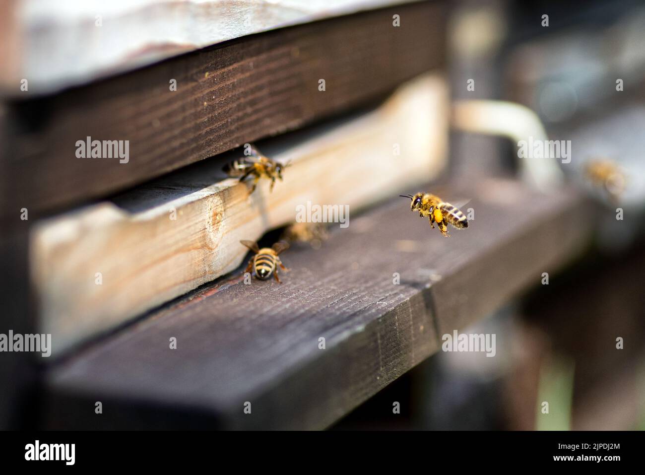 Bees swarm hi-res stock photography and images - Alamy