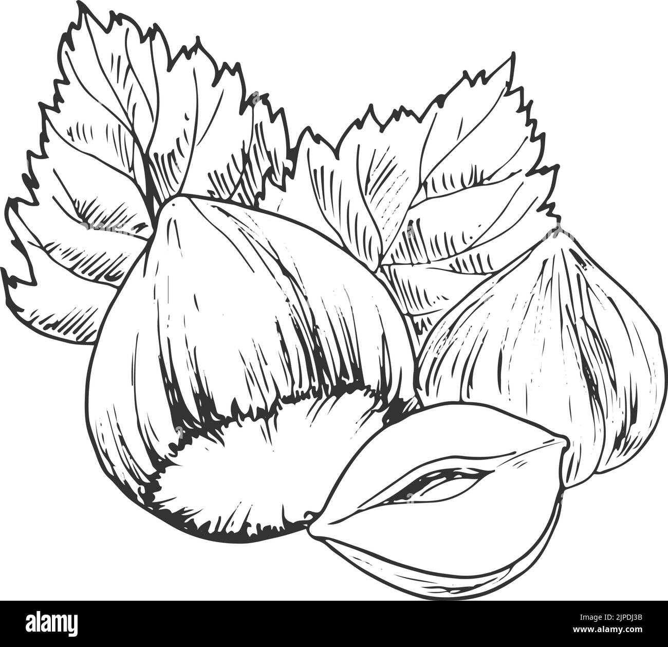 Hazelnut with leaves isolated monochrome sketch. Vector fresh and