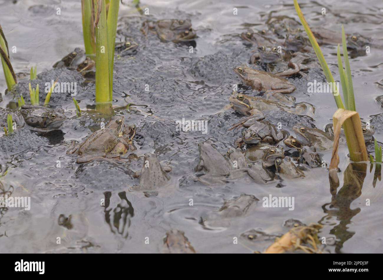 Common frog (Rana temporaria) mating in a pond amongst massive clumps